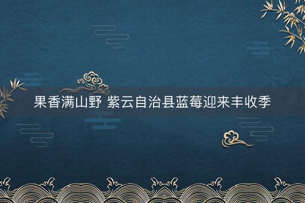 果香满山野 紫云自治县蓝莓迎来丰收季